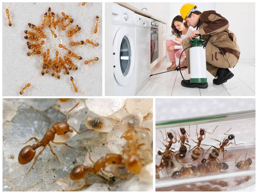 Способы избавиться навсегда от муравьёв в квартире