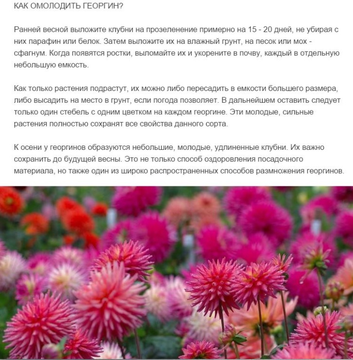 Георгины - обзор лучших сортов + инструкция выращивания (100 фото цветов)