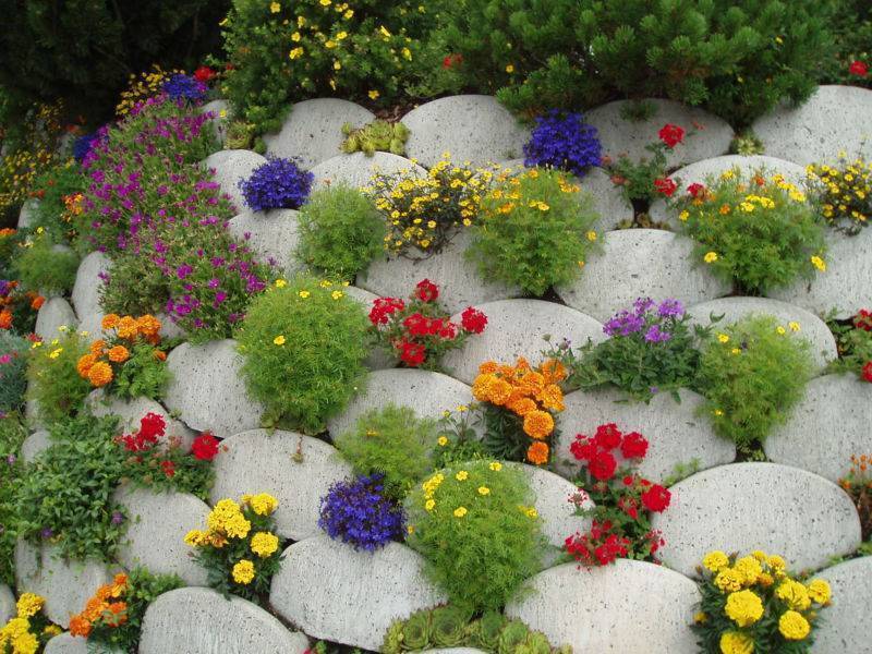 Цветы для клумбы (140 фото) - обзор лучших и популярных сортов цветов для дачи