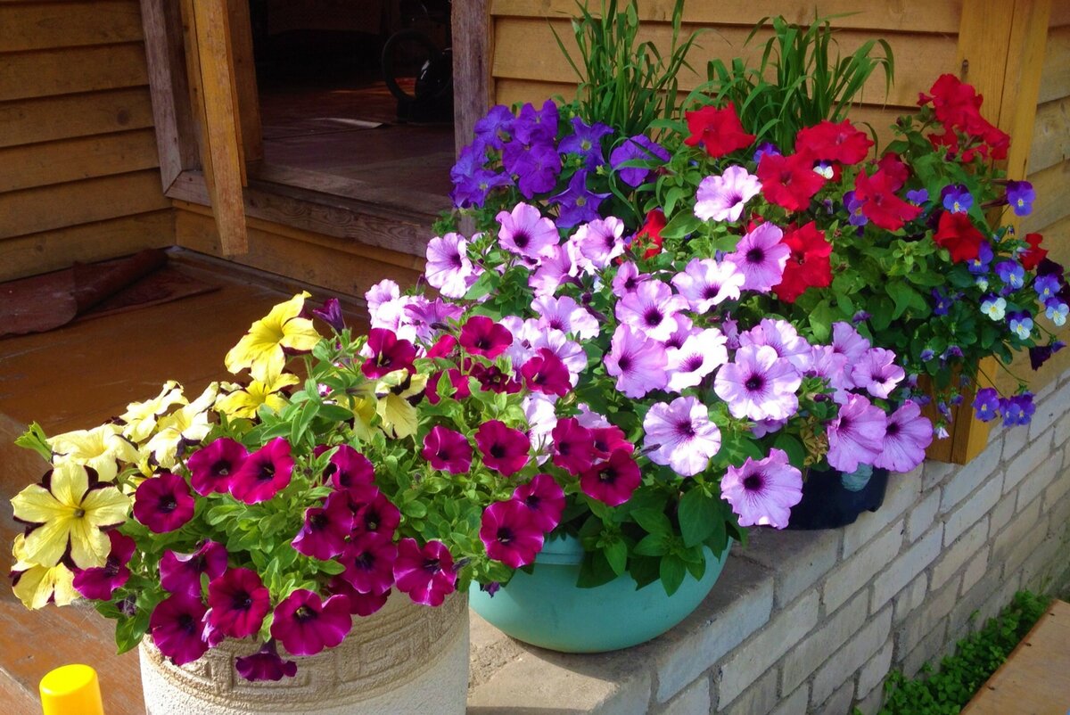 Цветы петуния: посадка и уход в домашних условиях (+фото)