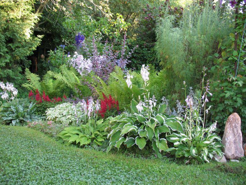 Астильба — лучший многолетник для полутенистых уголков сада. виды и сорта, условия и уход. фото — ботаничка