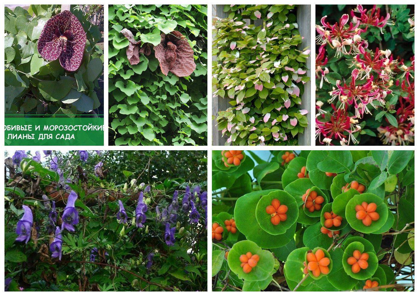 Вьющиеся растения для сада, дачи: лучшие многолетние, однолетние, фото