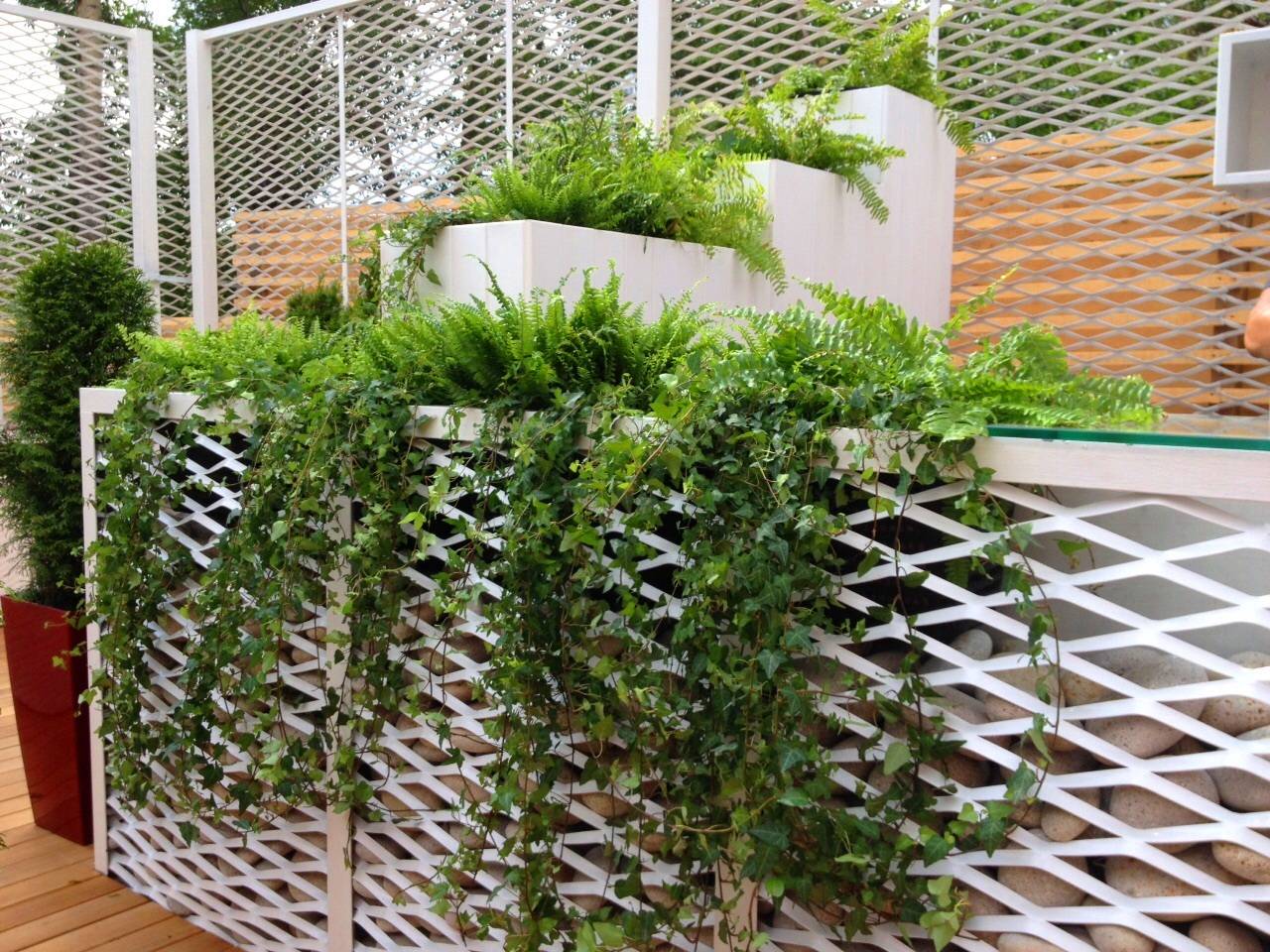 Растения для вертикального озеленения | позитивпроект
