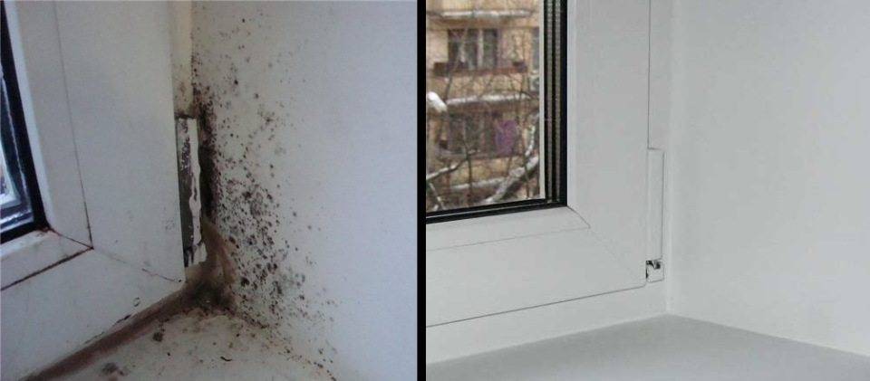 Черная плесень на окнах и откосах: как избавиться