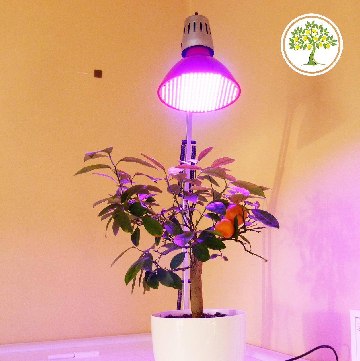 Лампы для растений (100+ фото): как правильно выбрать подсветку?