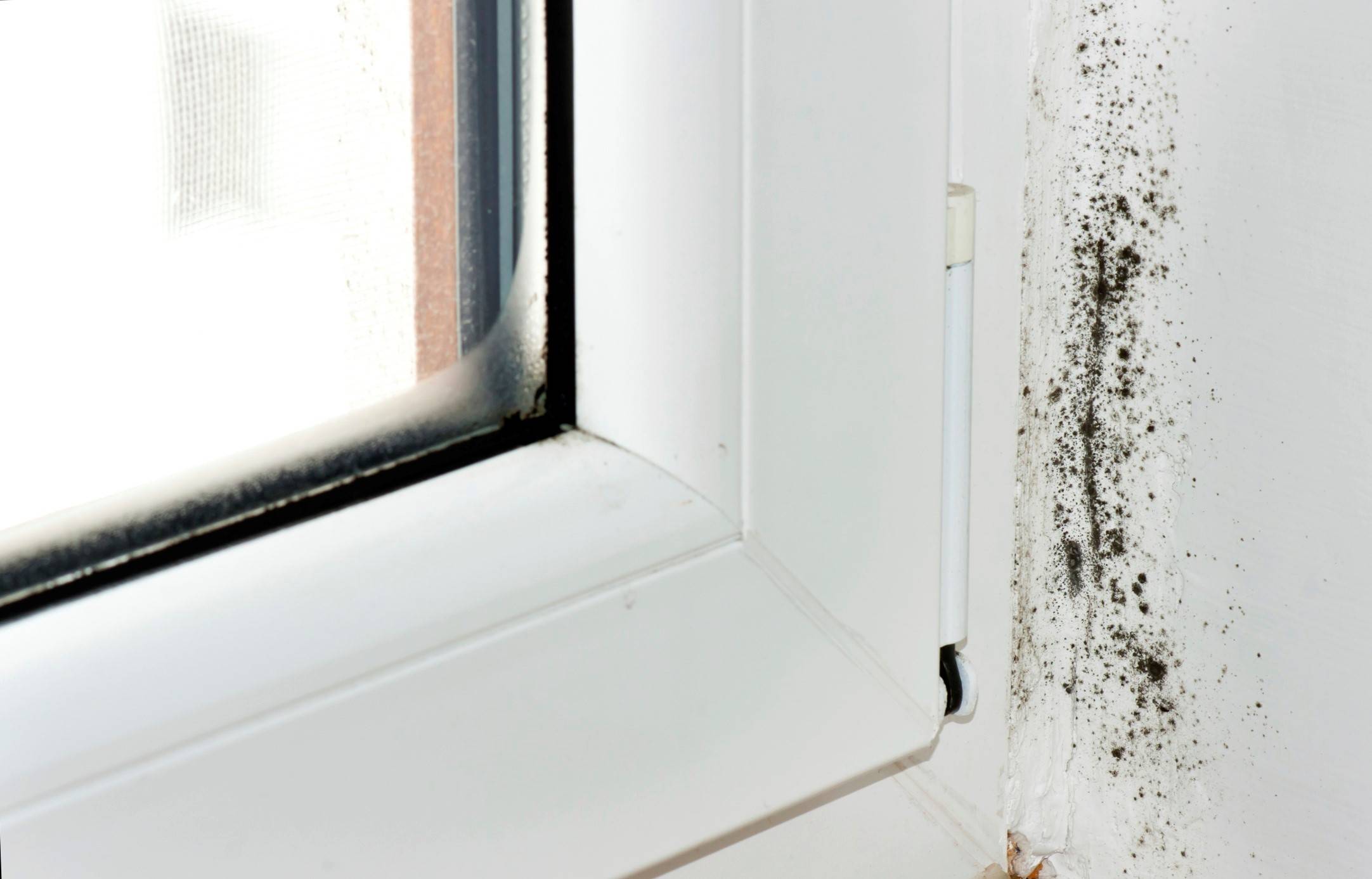 Плесень на пластиковых окнах. причины и способы избавления | окно у дома