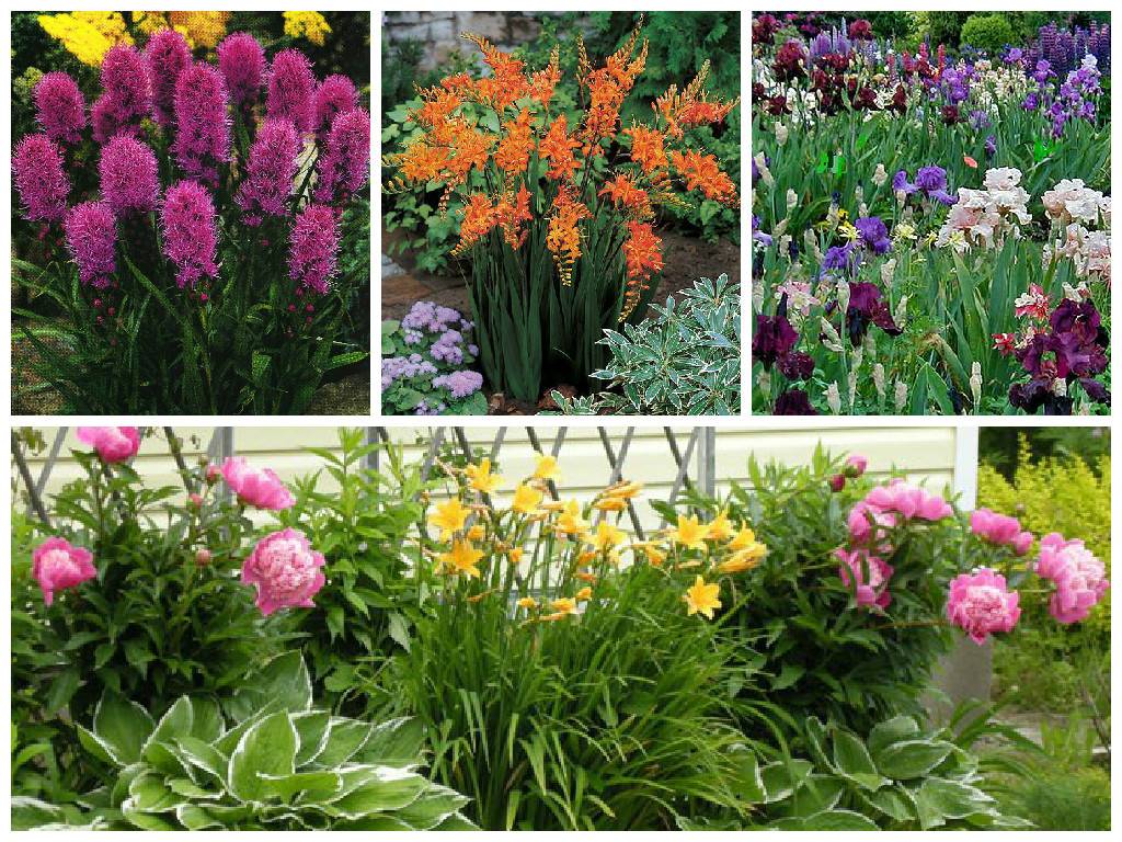 Многолетние цветы для урала, цветущие всё лето: выбор неприхотливых растений для садов с холодным климатом