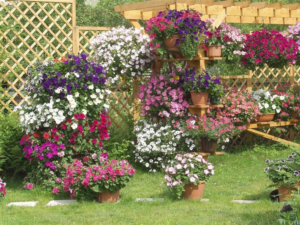 Выращивание петунии на садовом участке — секреты обильного цветения