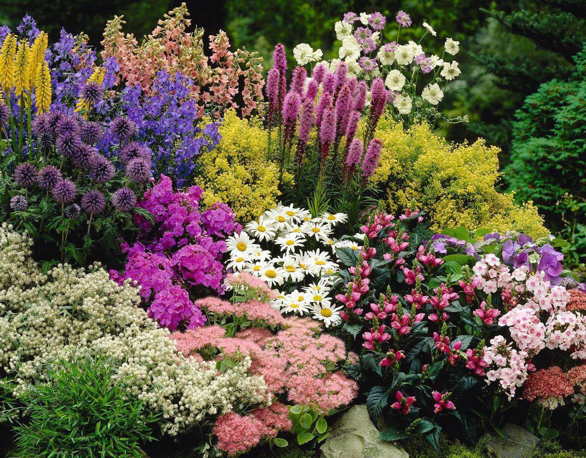Садовые цветы для дачи, цветущие всё лето с фото и названием – что выбрать, как садить и ухаживать