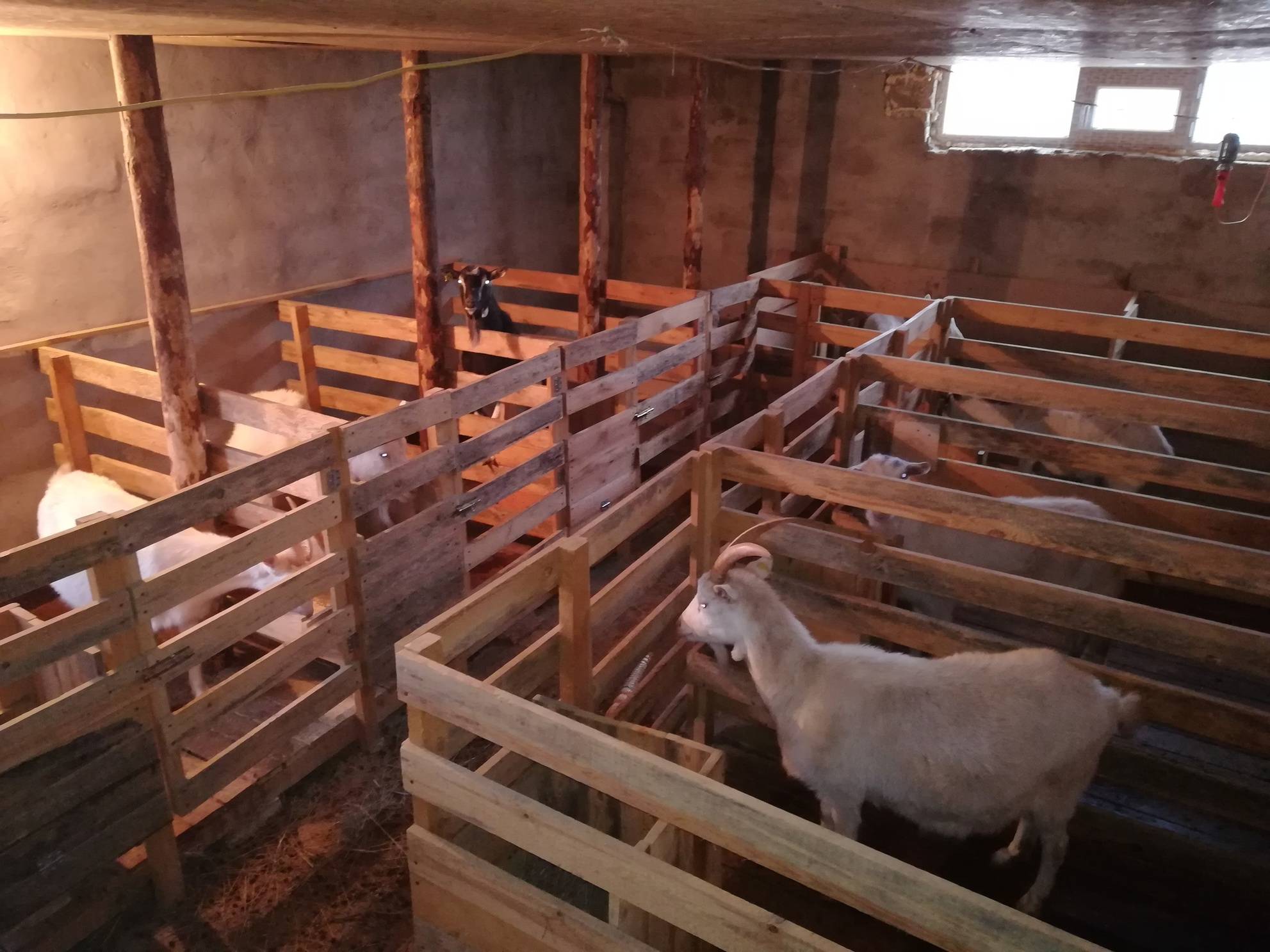 Сарай для коров: организация помещения и загона для крс, обустройство
