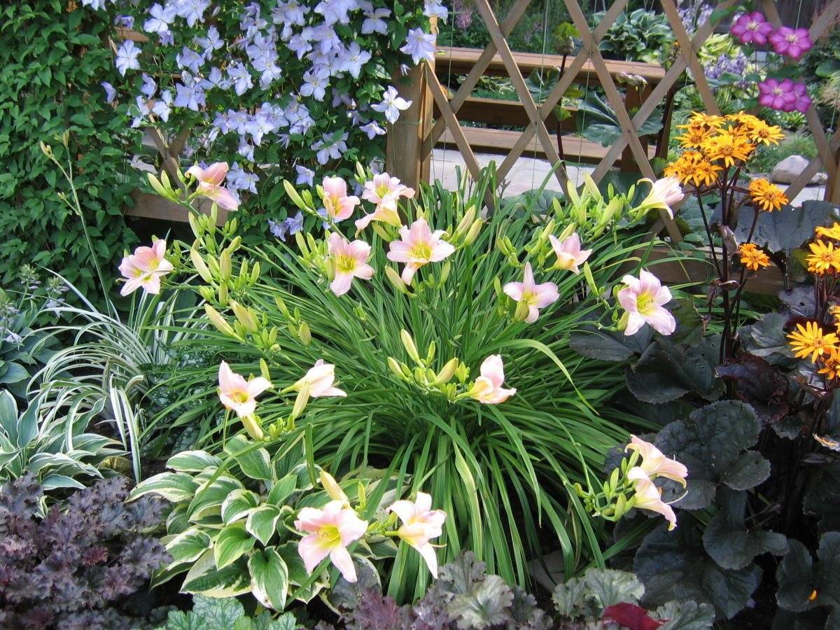 Цветы лилейники: посадка и уход, фото садовых композиций