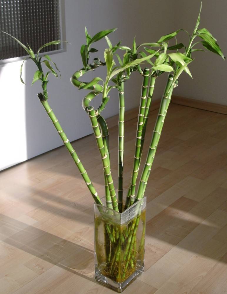 Бамбук: как ухаживать за комнатным растением