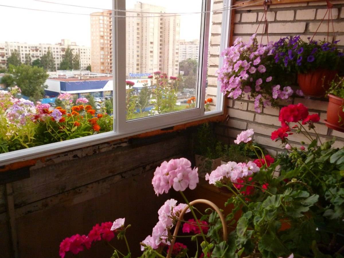 Северный балкон. Цветы на балконе. Цветник на балконе. Застекленный балкон с цветами. Цветы на застекленном балконе.