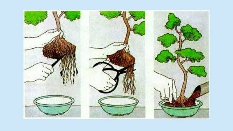 Как вырастить бонсай