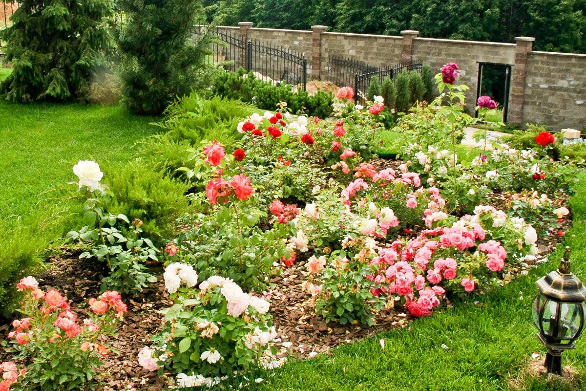 Плетистые розы в ландшафтном дизайне + фото