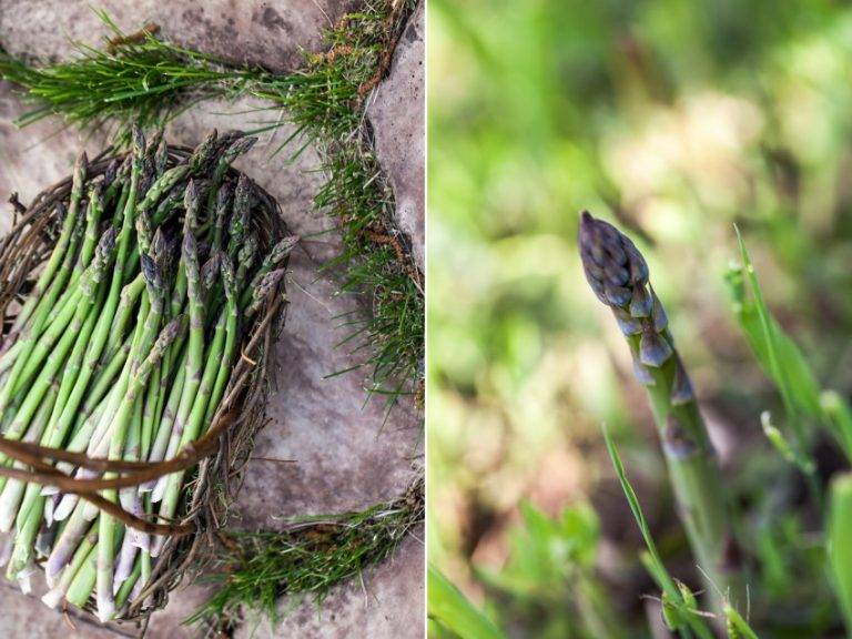 Как вырастить аспарагус из клубня