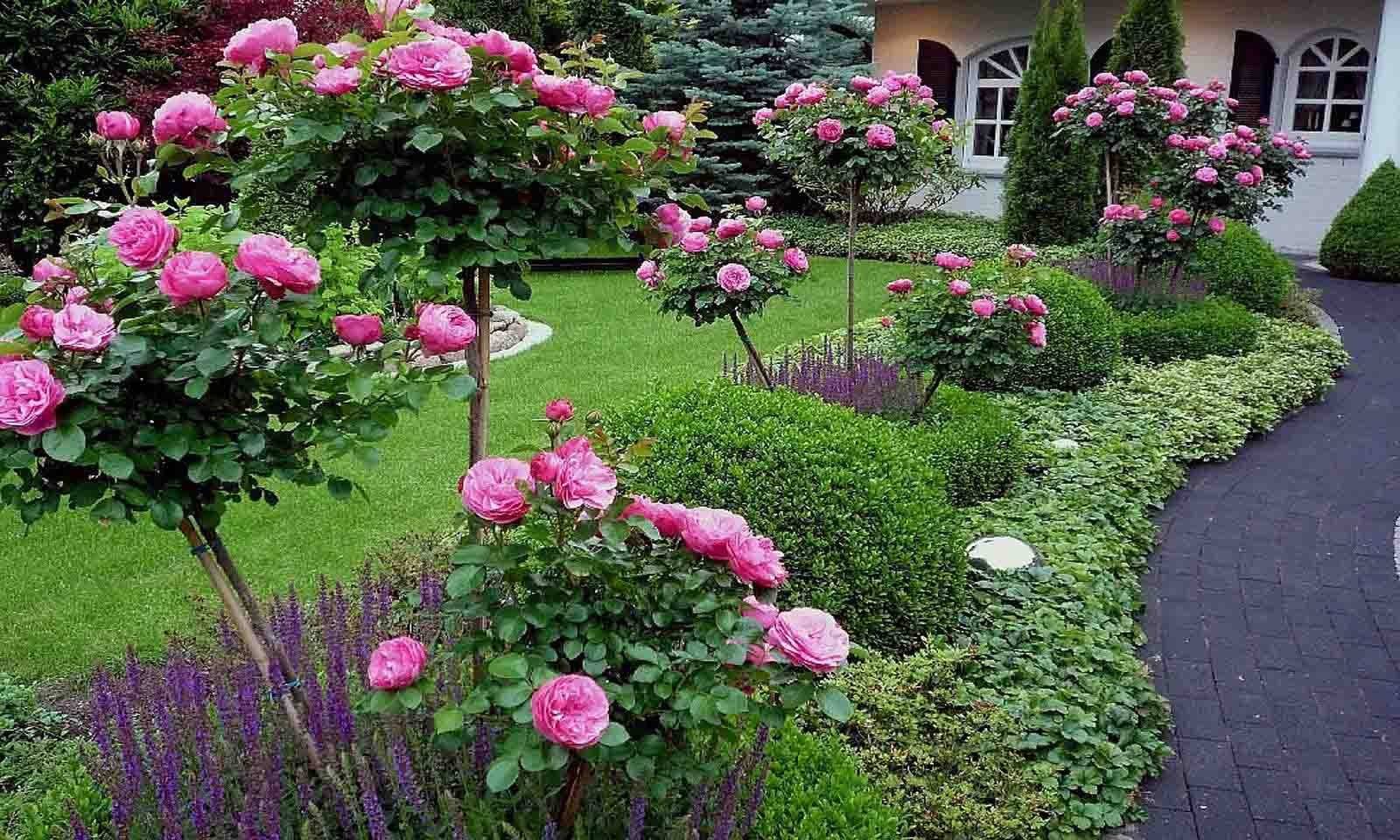 Розарий на даче: красивый ландшафтный дизайн, варианты размещения в саду участка, схемы посадки на клумбе
 - 27 фото