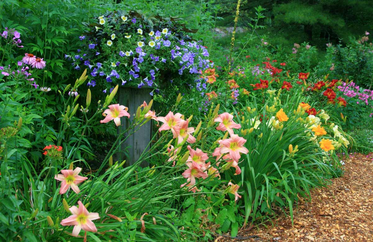 Лилейники в ландшафтном дизайне: совету по уходу и оформлению сада с фото