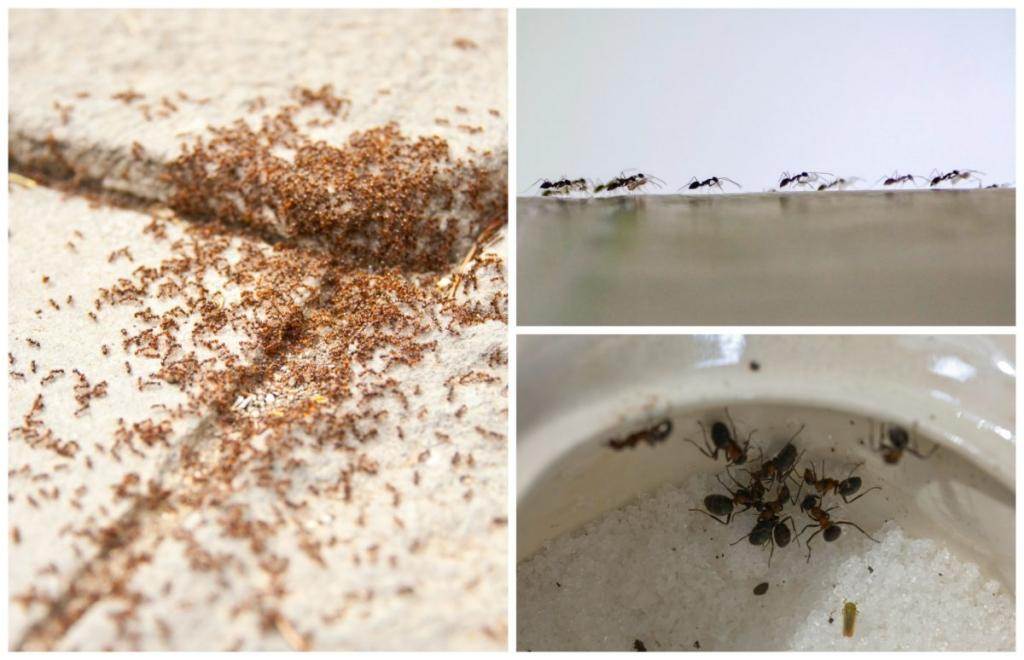 Как избавиться от муравьёв в квартире: условия появления, народные и современные способы борьбы