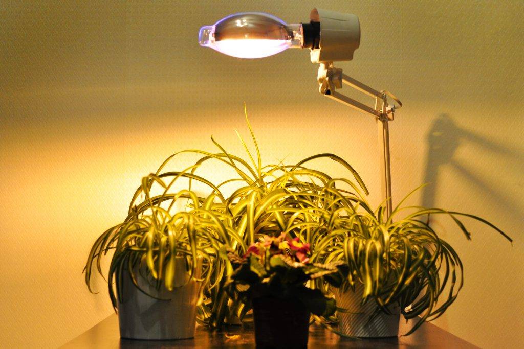 Лампа для комнатных цветов: для чего нужно дополнительное освещение, как выбирать фитолампы и как правильно устанавливать подсветку для растений
