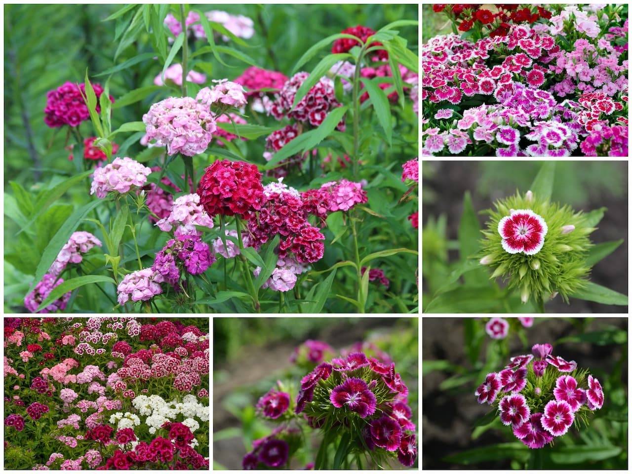 Многолетние цветы для урала и сибири (55 фото): неприхотливые многолетники, цветущие все лето, неприхотливые растения