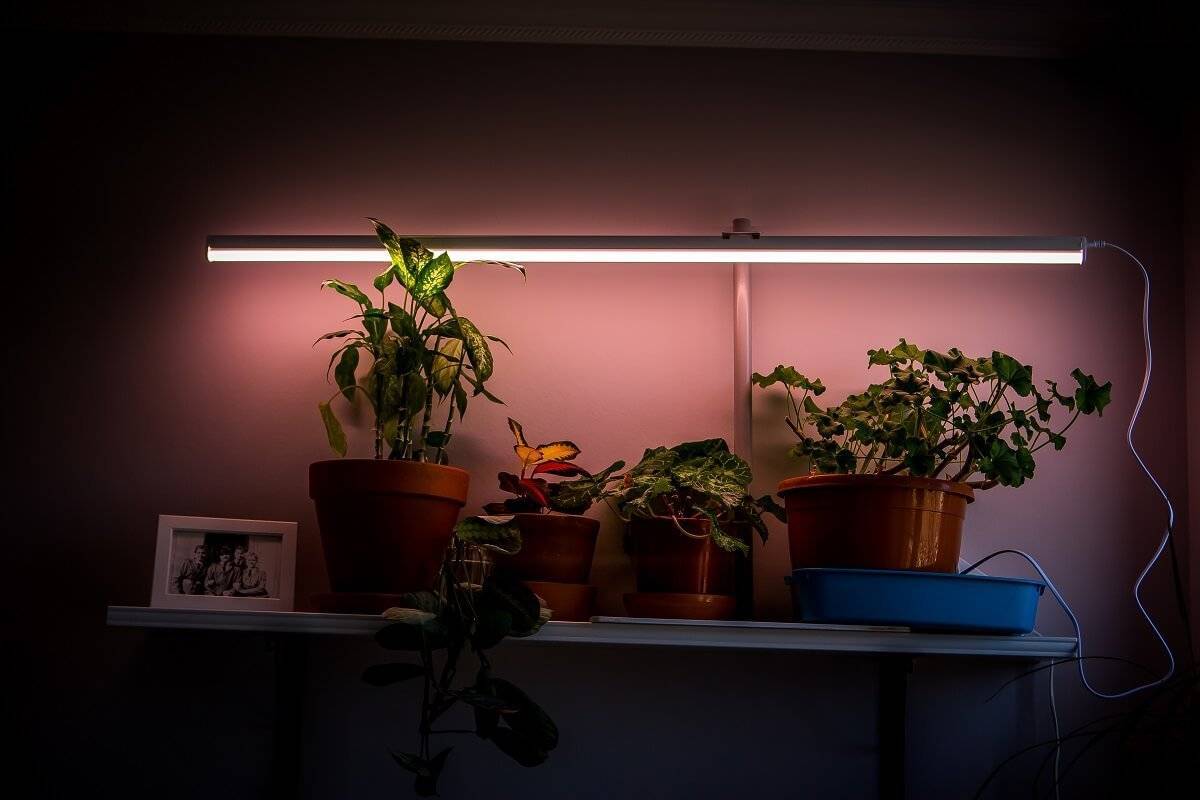 Подсветка для комнатных цветов — как организовать правильный свет? фото свежих решений!