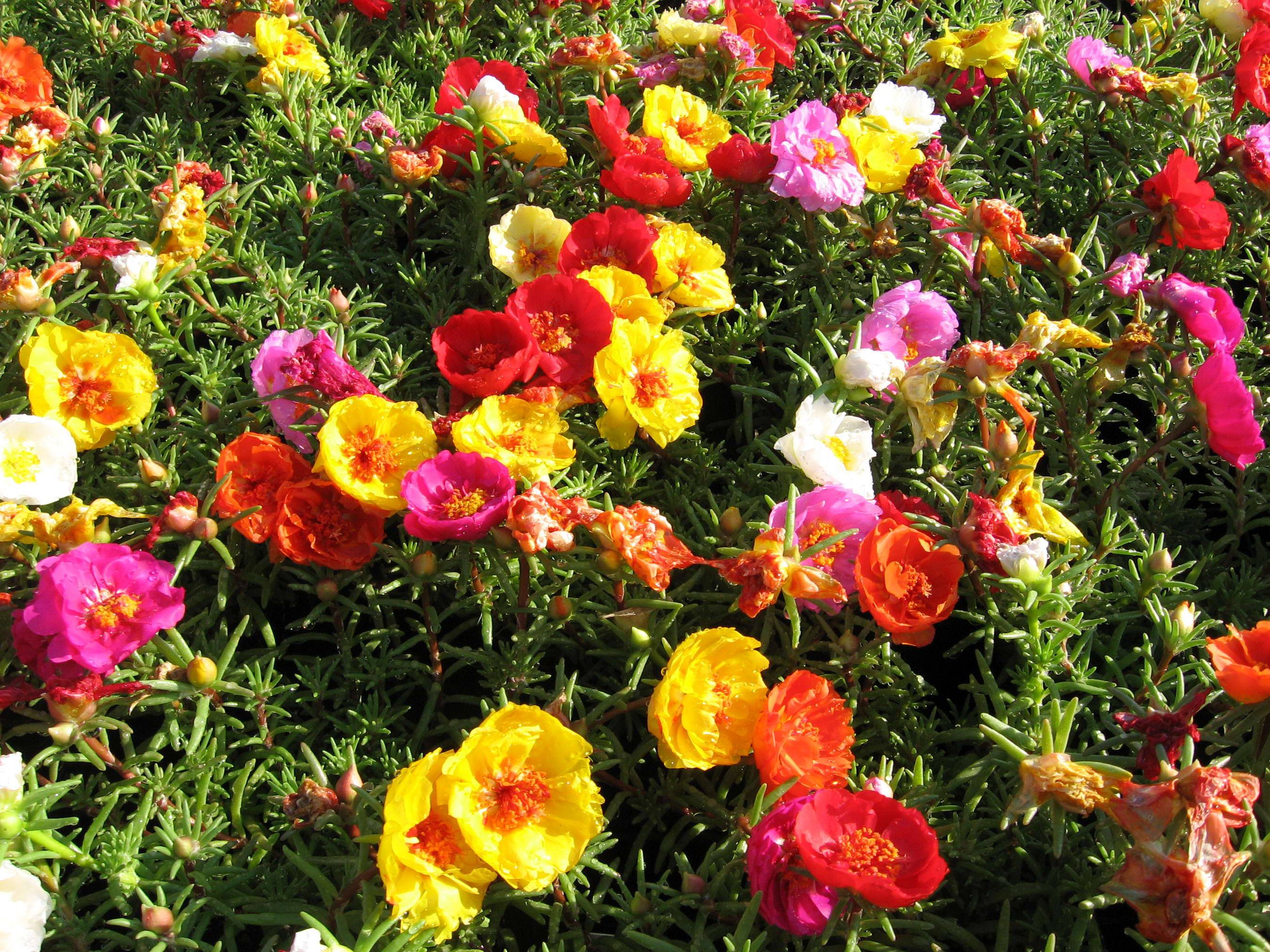 Портулак — практическое руководство по выращиванию садового цветка(90 фото)