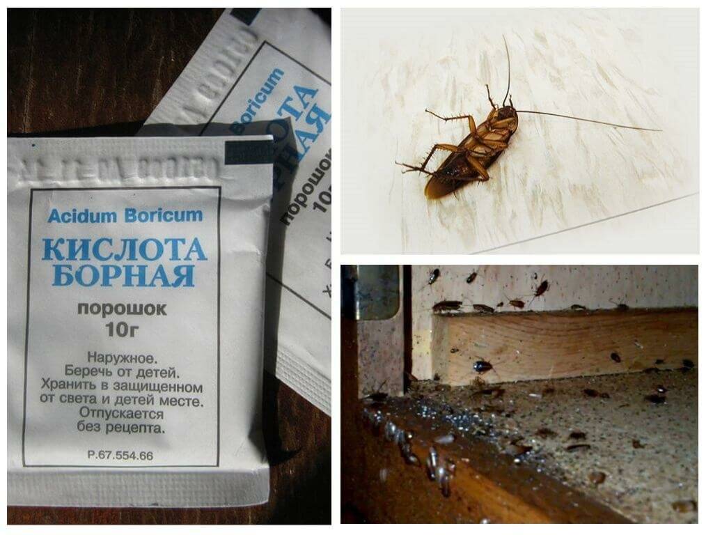 Как избавиться от тараканов в квартире навсегда пошаговая стратегия по истреблению прусаков