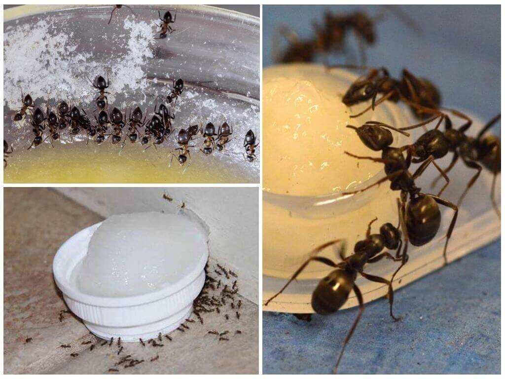 Как избавиться от муравьёв в доме или квартире: все существующие способы — domovod.guru
