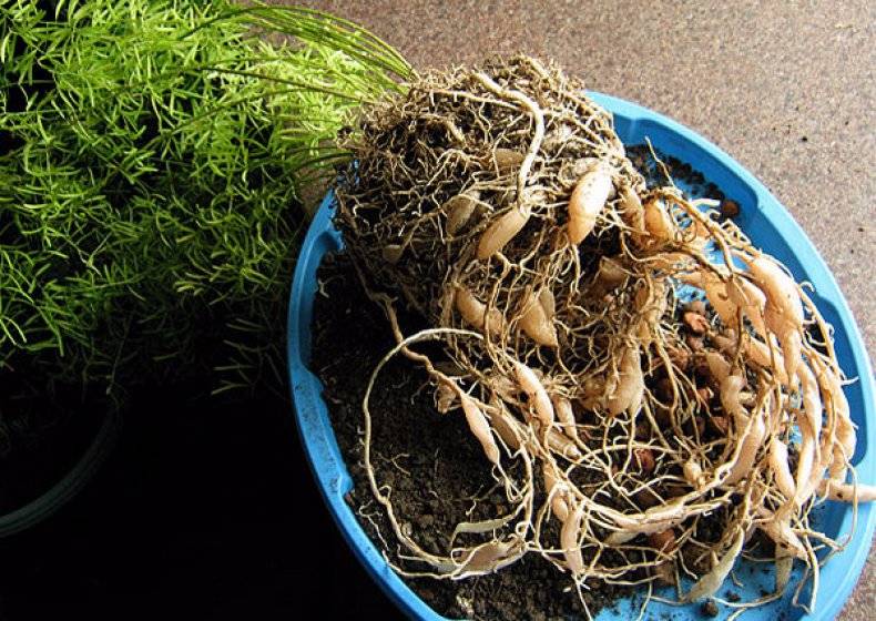 Аспарагус — выращивание и уход в домашних условиях. фото — ботаничка