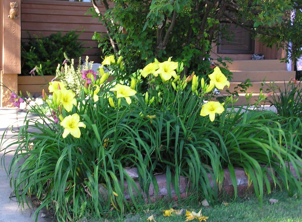 Незаменимые лилейники — уход, размножение и использование в дизайне сада. фото — ботаничка