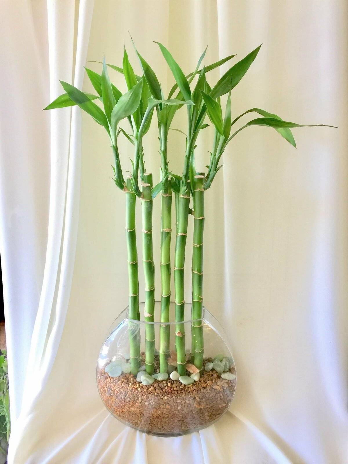 Как вырастить бамбук из отростка
