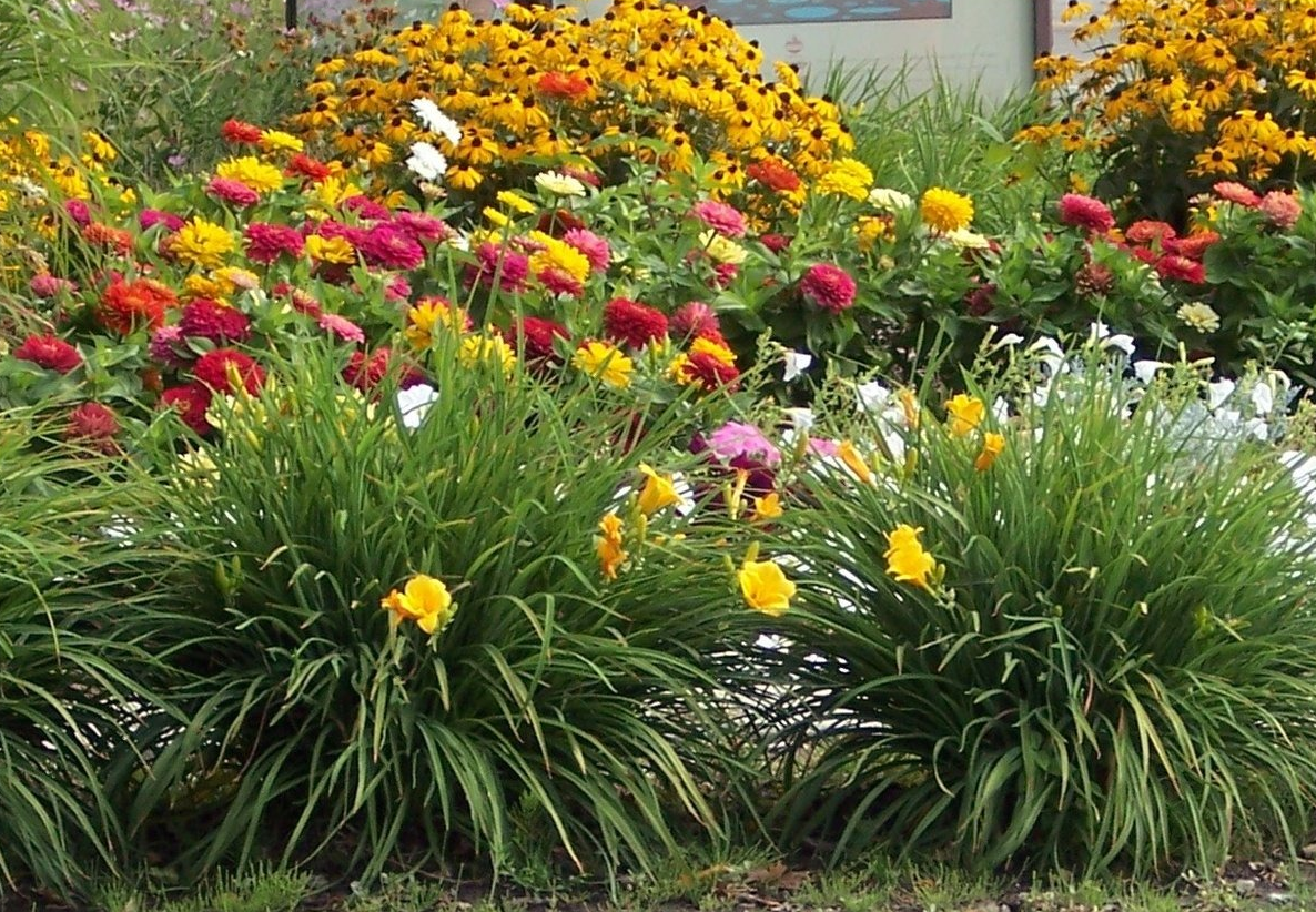 Лилейник: выращивание в саду, виды и сорта
