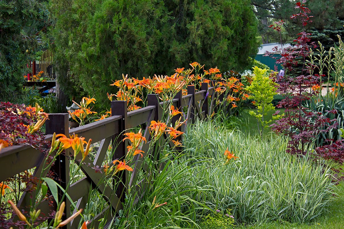 О лилейниках в дизайне сада: с какими цветами сочетается лилейник на клумбе
