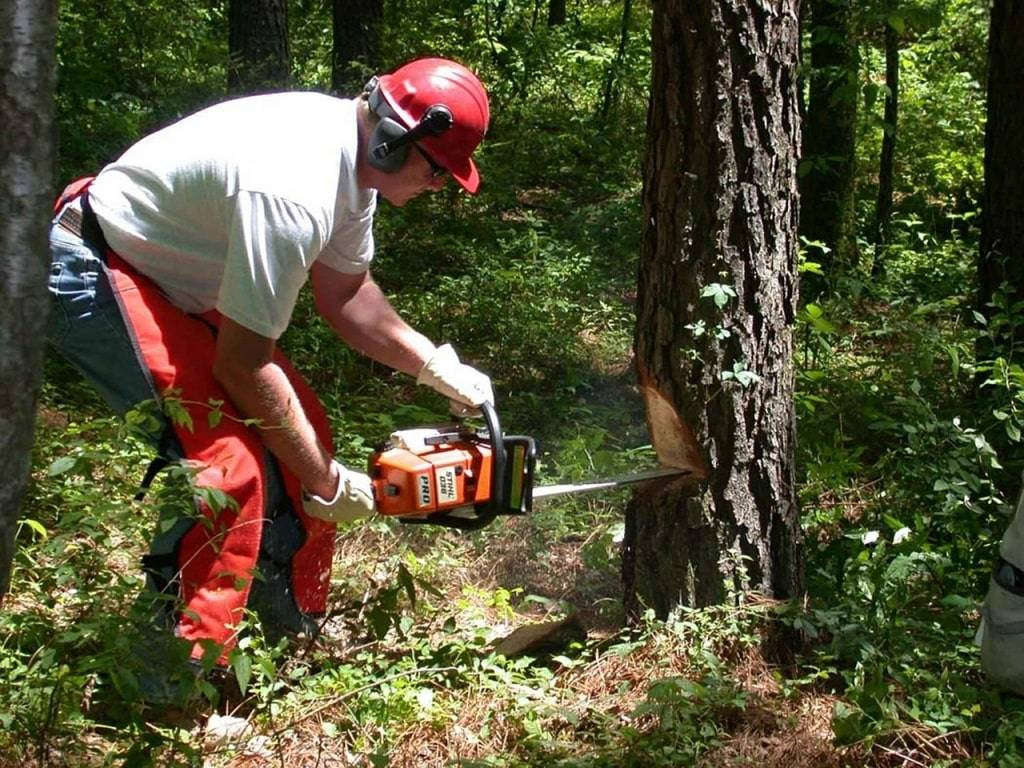Работа бензопилой: правила валки леса, распила бревен, резьба поделок из дерева