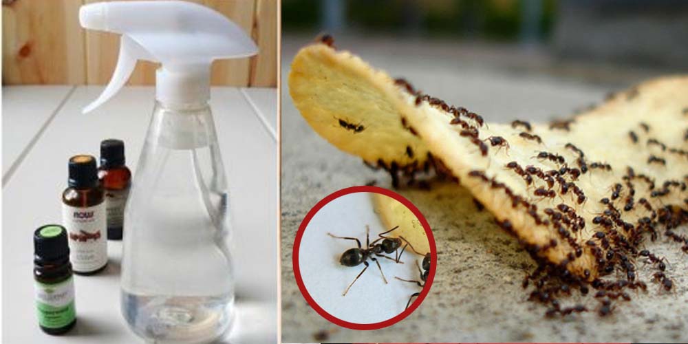 Как избавиться от муравьев в частном доме навсегда +видео