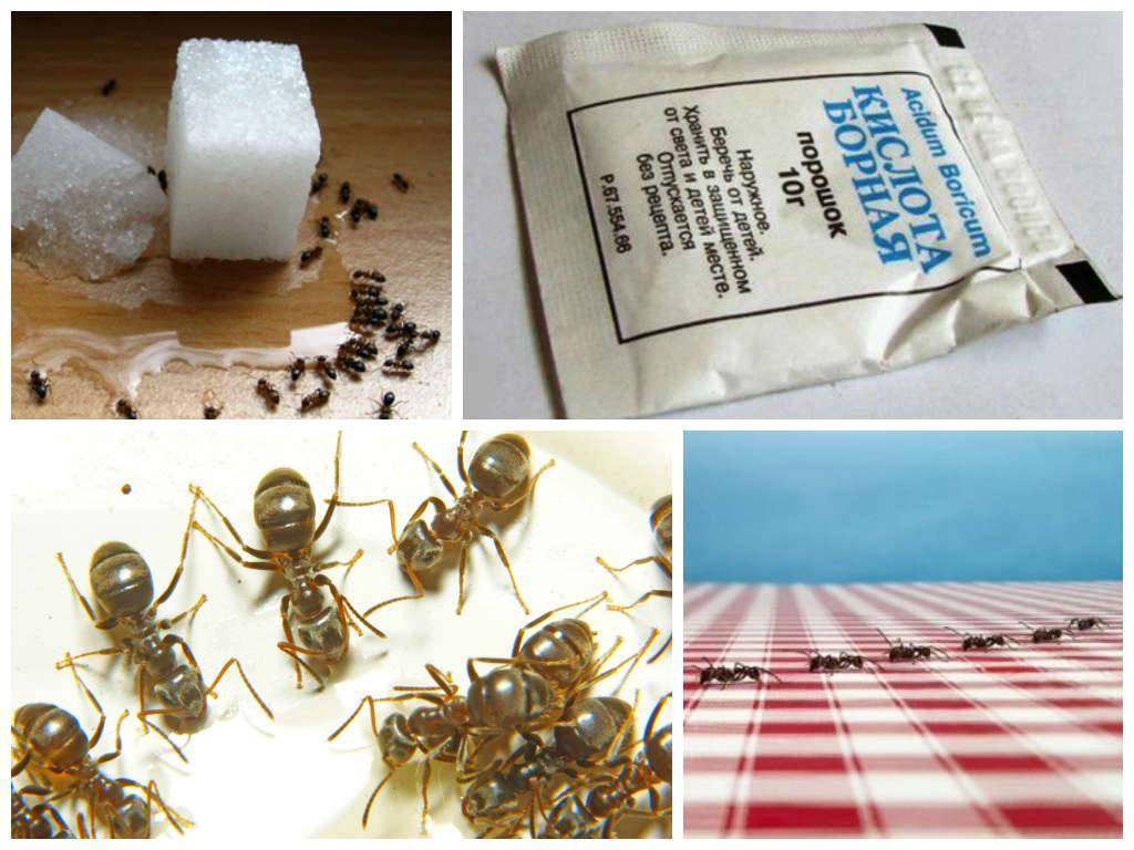 Как бороться с муравьями в доме: проверенные средства :: syl.ru