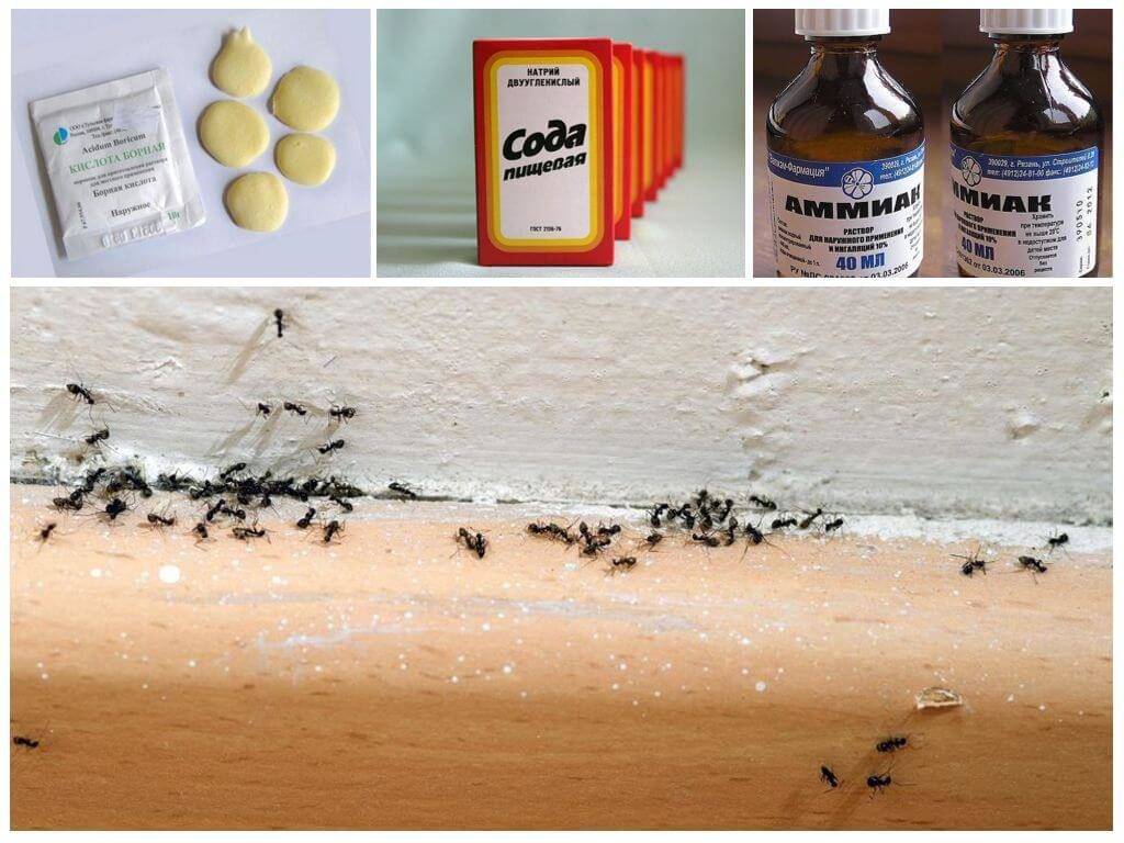 Избавляемся от черных муравьев в частных домах