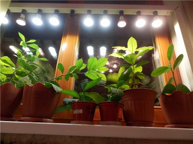 Искусственное освещение для растений - вся правда которую нужно знать. фитолампы, спектр и время освещения.