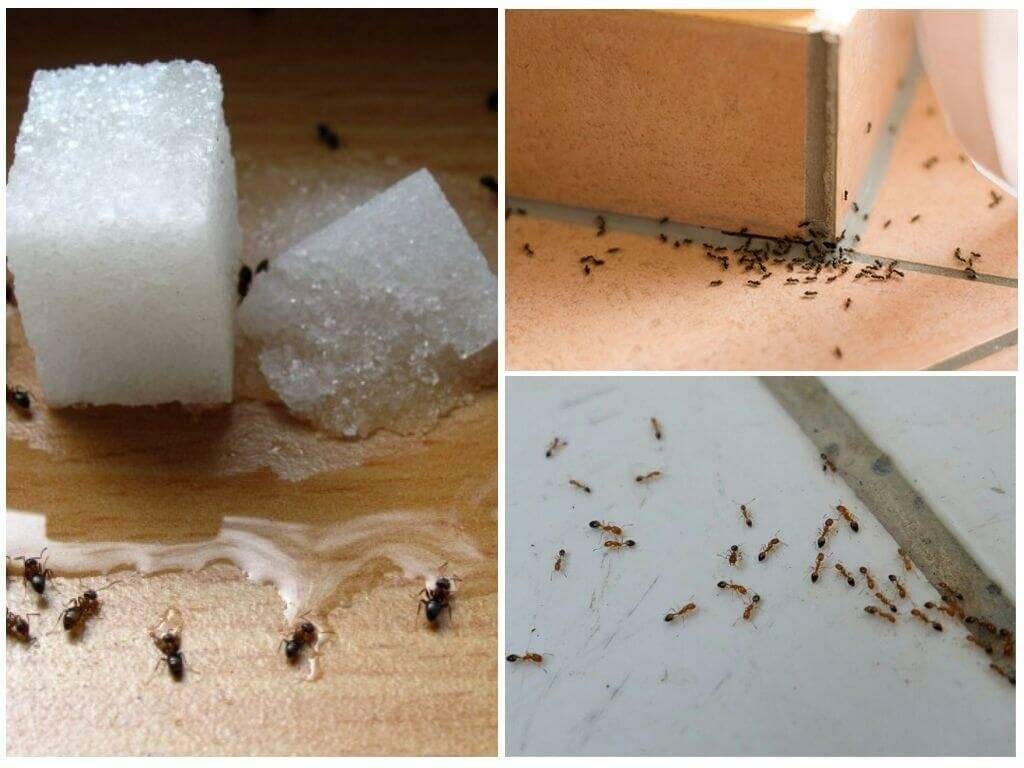 20 способов борьбы с муравьями в частном доме и квартире
