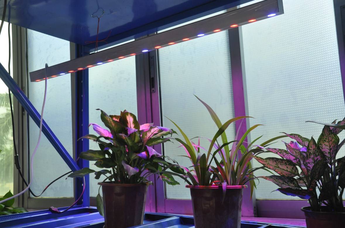 Лампы для комнатных цветов: правильный свет для растений (как выбрать и установить)