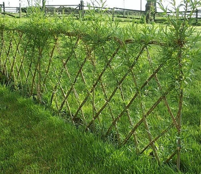 Живая изгородь из ивы своими руками – оригинальный забор при минимуме затрат