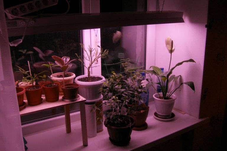 Лампы для досветки растений: зимой, на подоконнике, в теплице