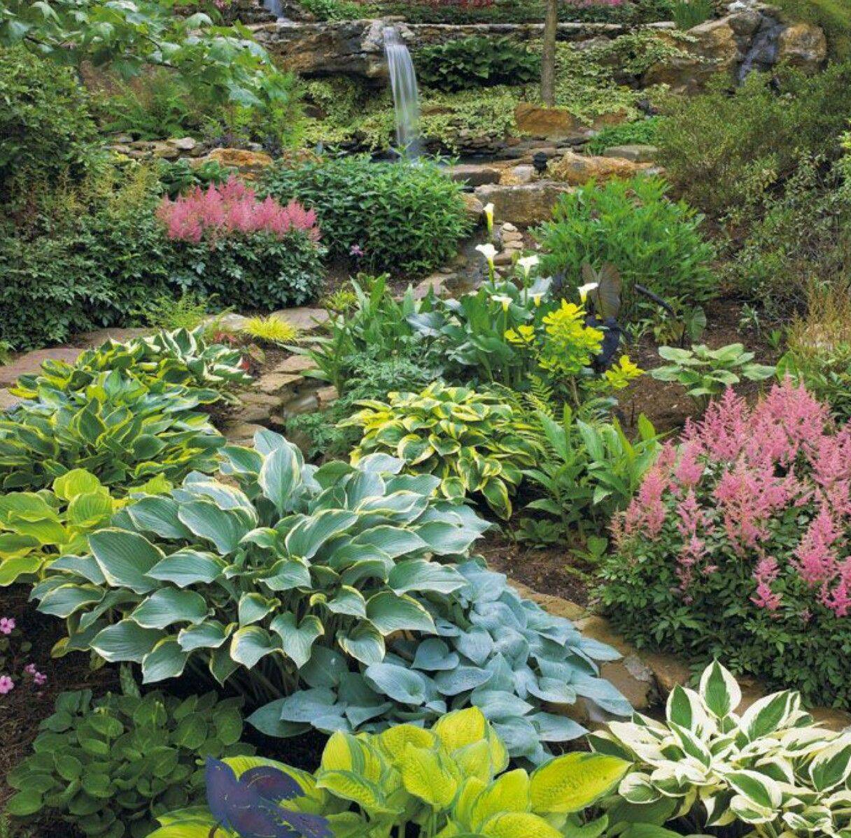 Используем хосты для украшения: секреты успешного дизайна сада