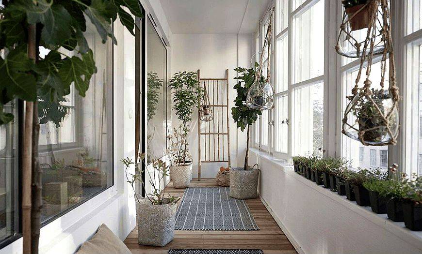 Зимний сад на балконе: инструкция по выращиванию цветов