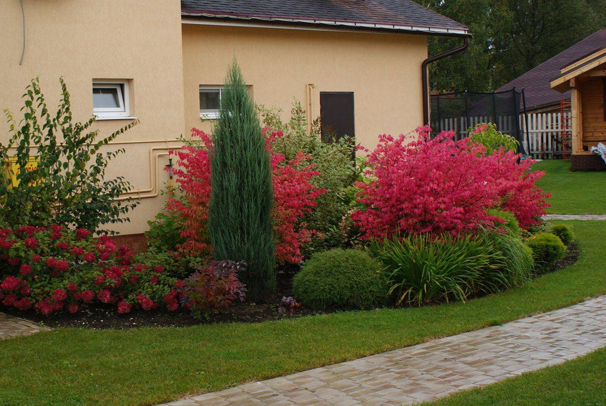 Декоративные кустарники для сада – 30 красивых примеров с фото и названиями