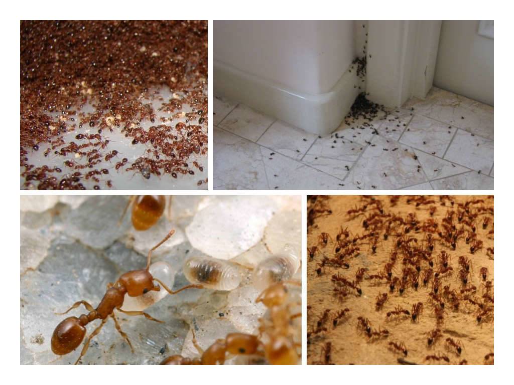 Как избавиться от муравьев в доме: 11 шагов