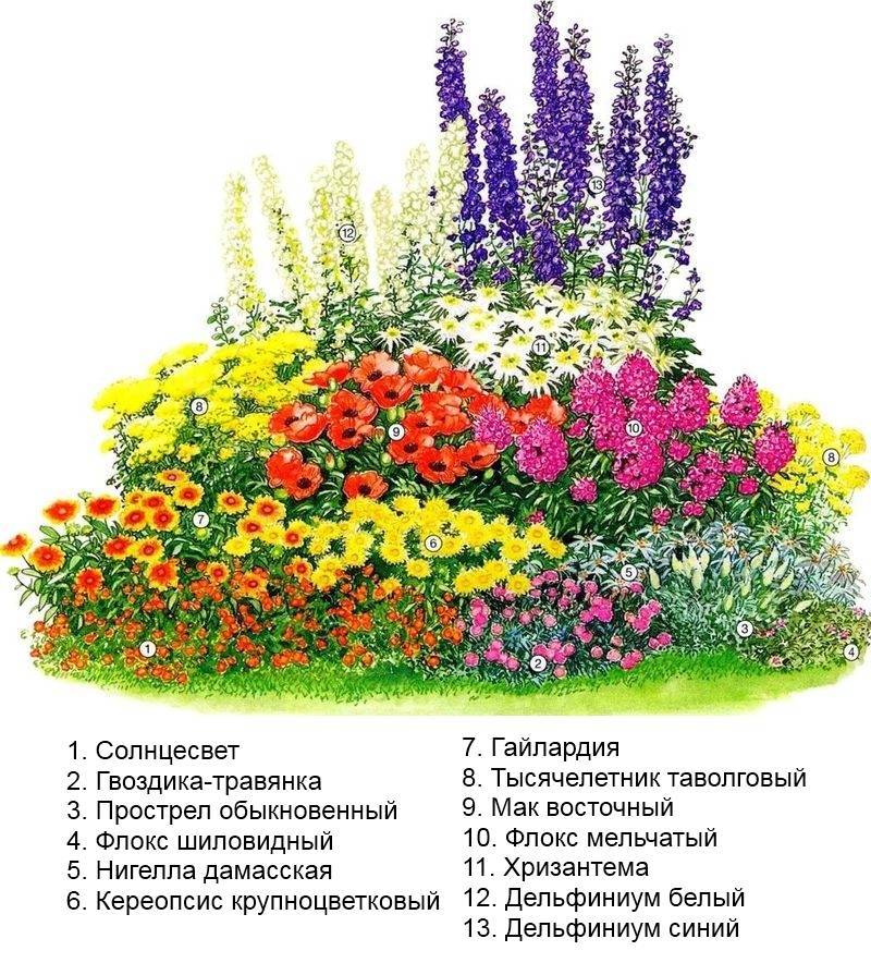 Как сделать клумбу из многолетников, чтобы цвела все лето - goodogorod.ru